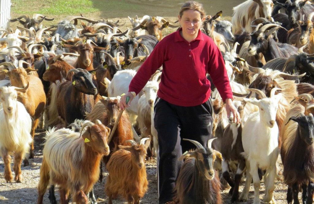 VISITING A GOAT FARM ON MOUNT SILJEVICA - AN UNEXPECTED EXPERIENCE ...