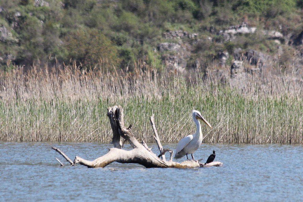 Skadar Lake5 pelican