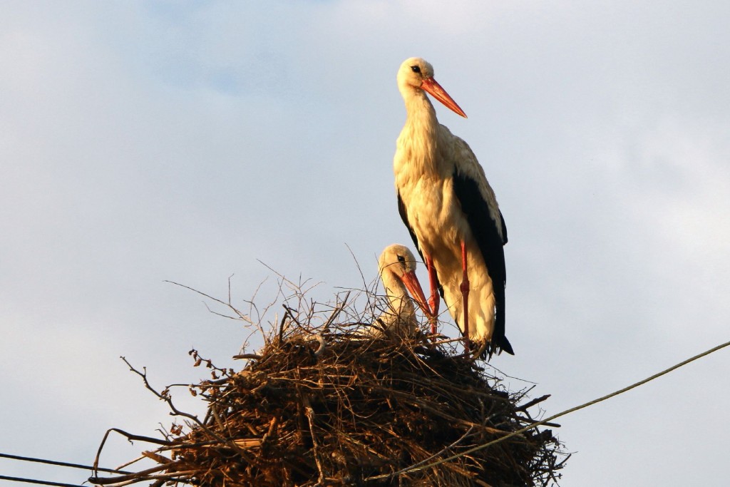 Bulgaria8 storks