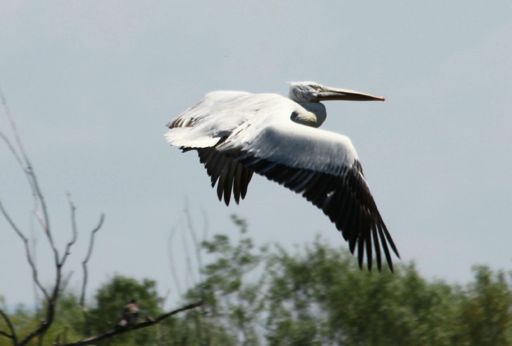 Skadar lake4 pelican