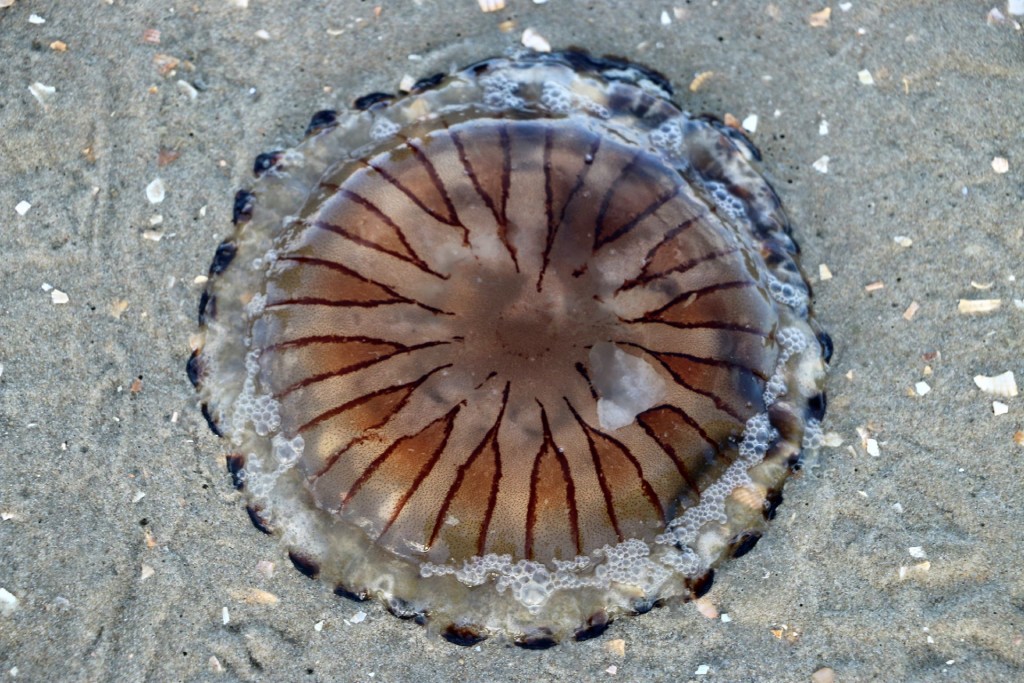 Texel3a jellyfish