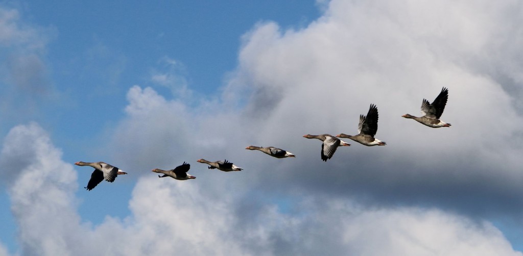 Texel7 wild geese