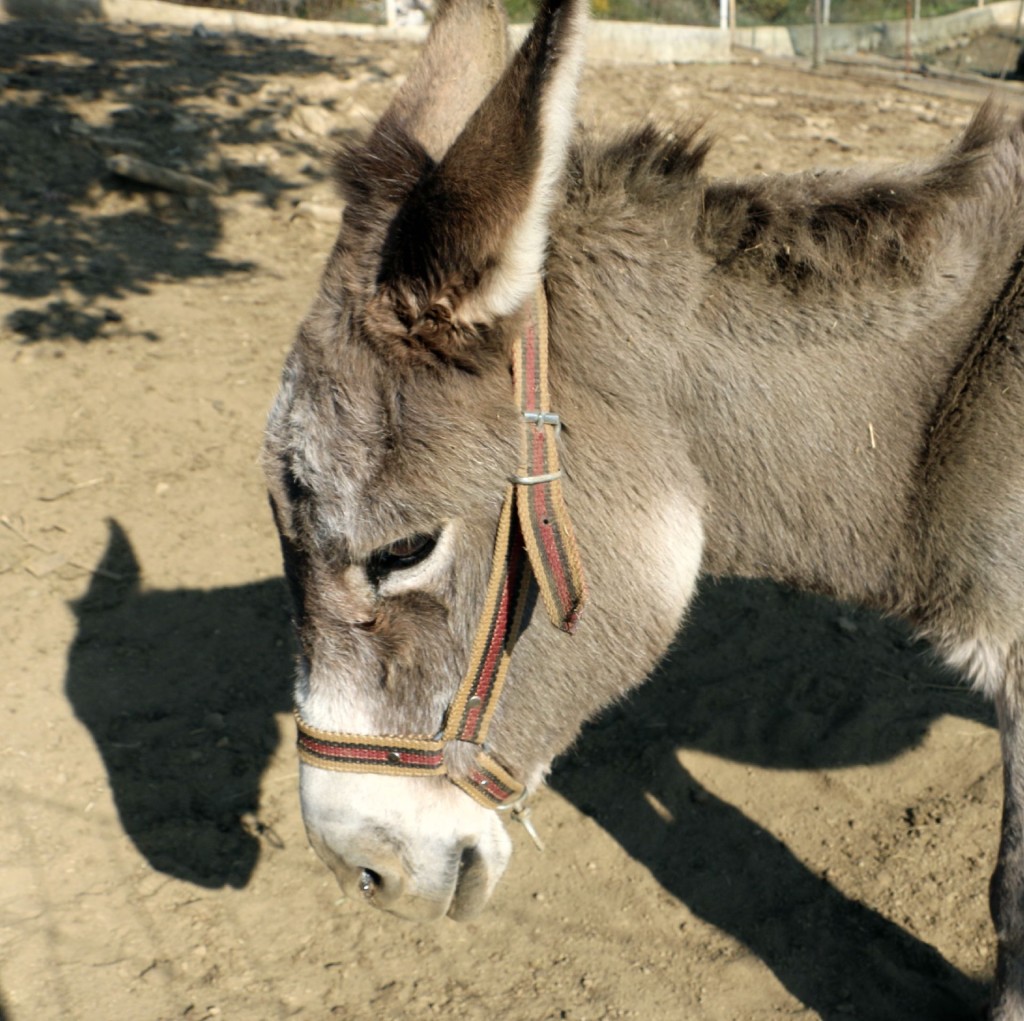 Donkey farm3 Martinici