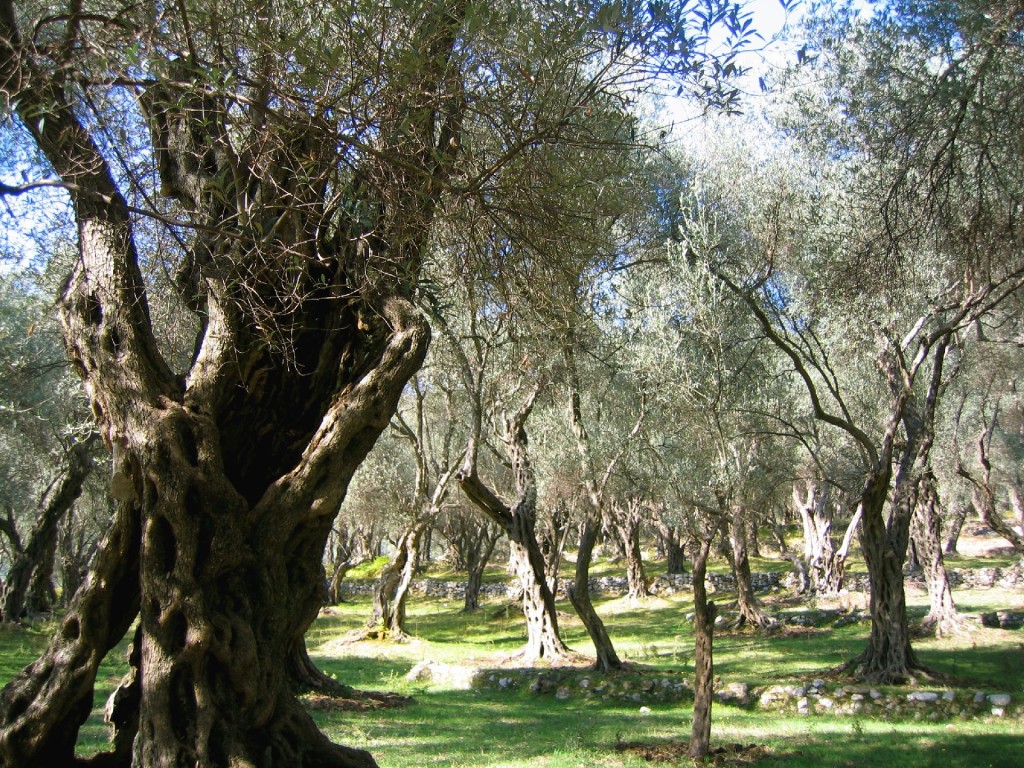 Valdanos olive grove klein