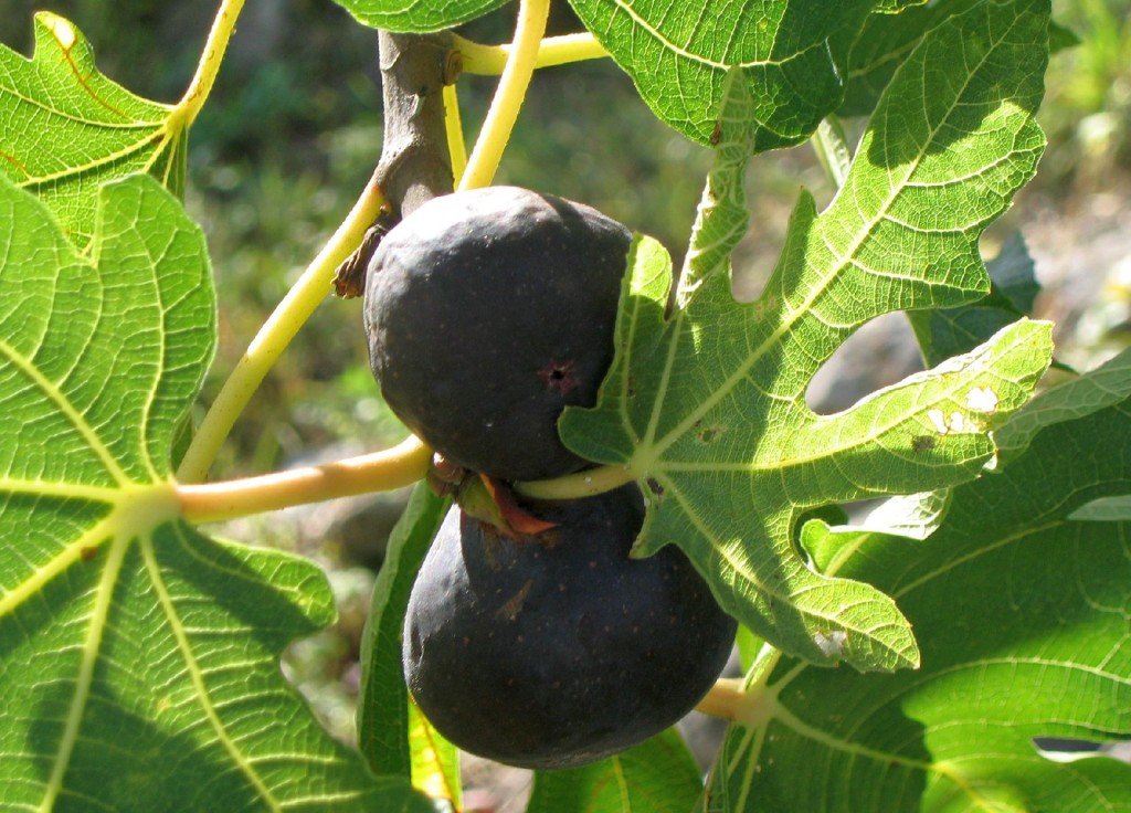 AUTUMN FRUITS IN MONTENEGRO – Living in Montenegro :)