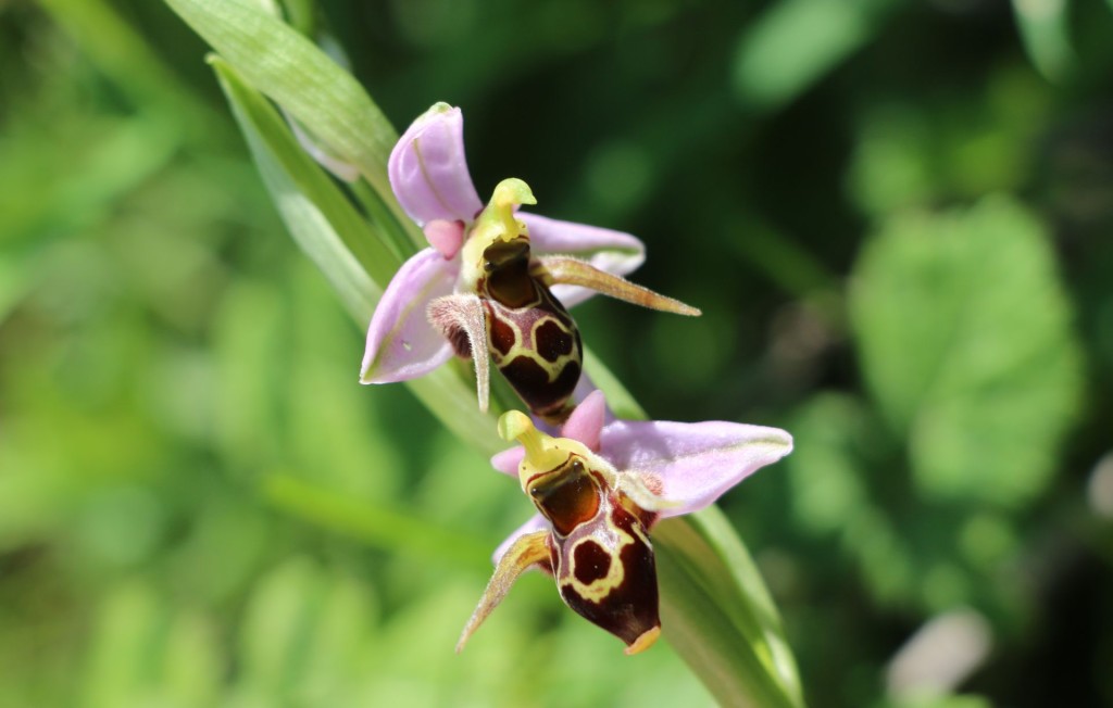Ophrys scolopax woodcock bee orchid