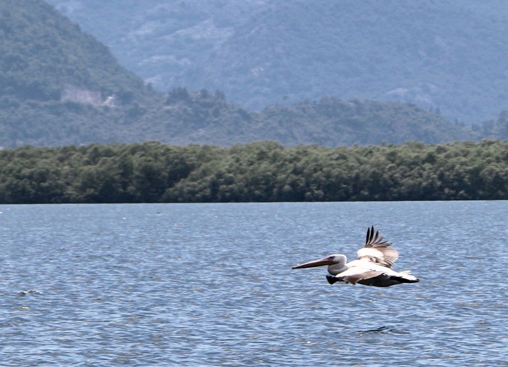 Skadar Lake10 Dalmatian pelican