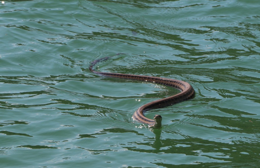 Skadar Lake5 Aesculapian snake