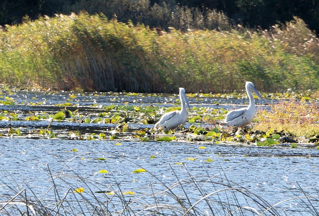 skadar-lake5-pelicans