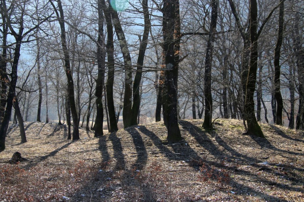 forest in Kujava Bjelopavlici6