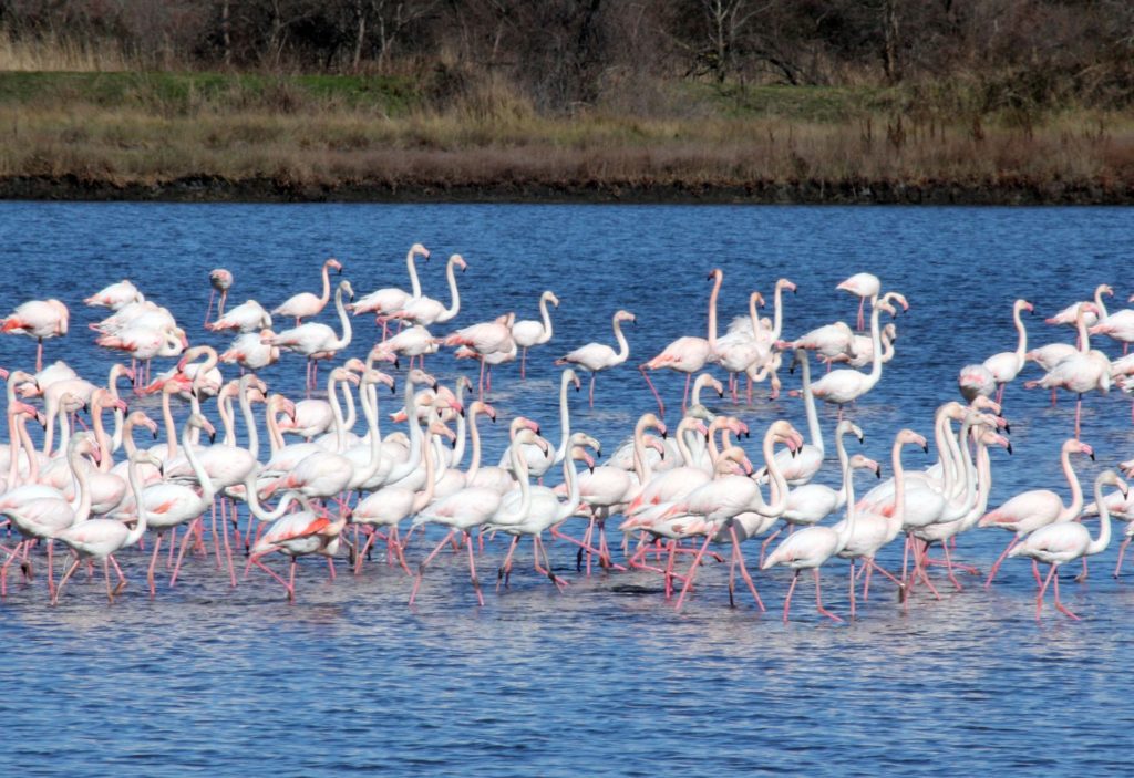 Ulcinj3 salinas flamingos
