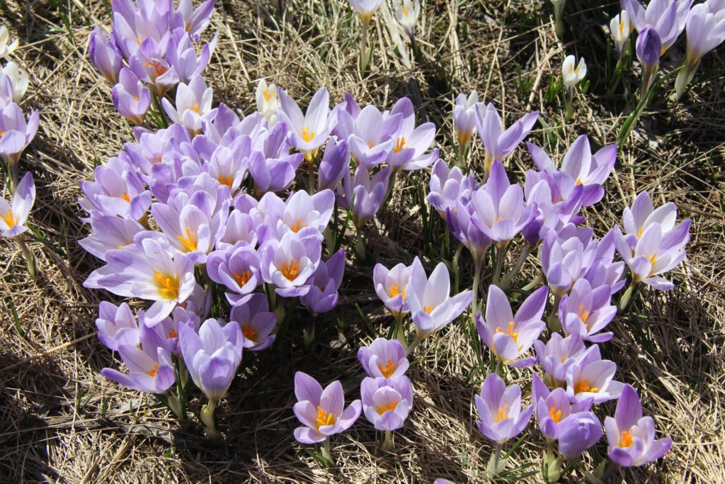 spring flowers crocus3