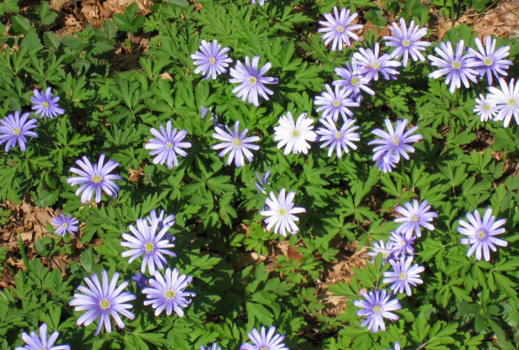 spring flowers wood anemone5