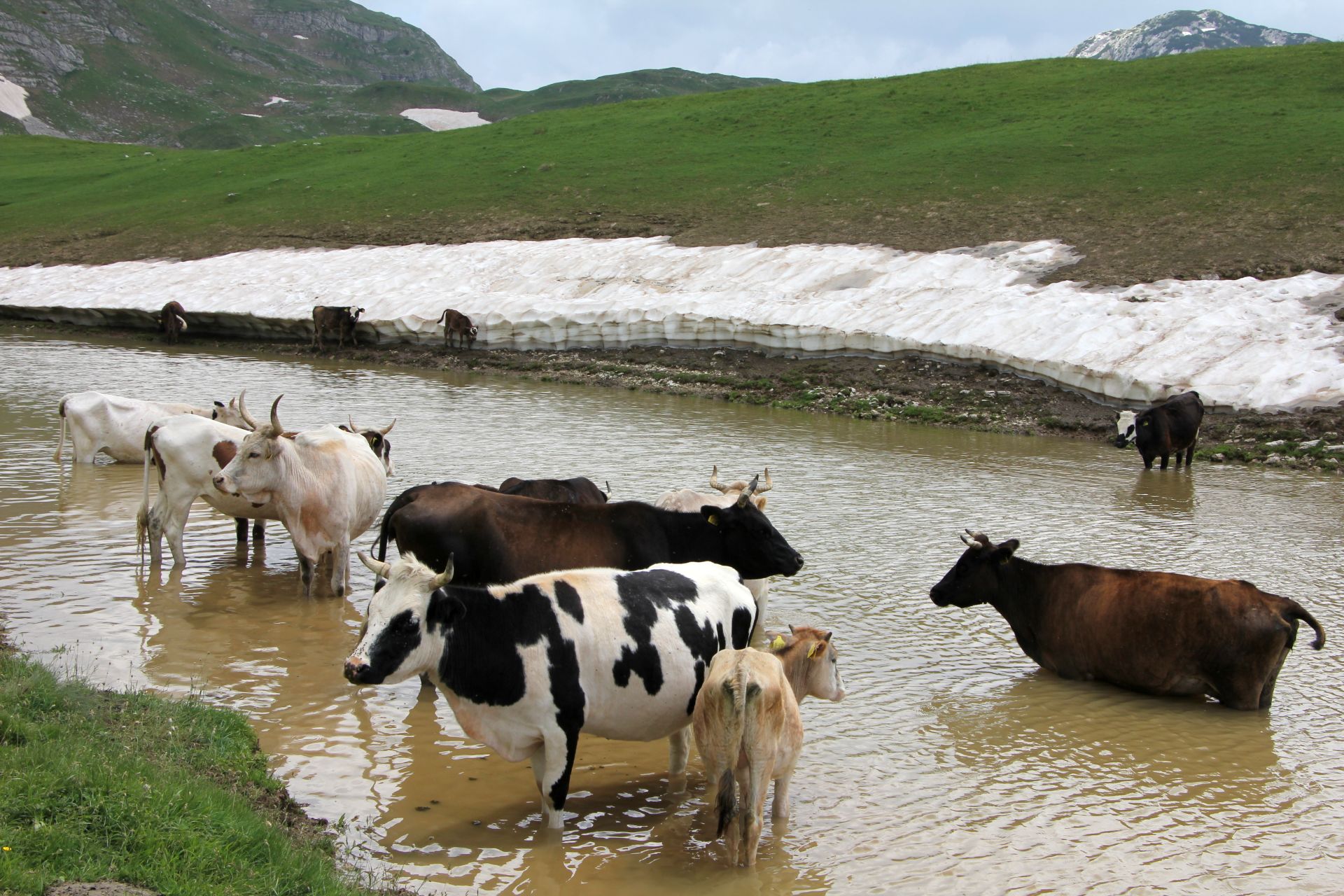 cows Prutaš