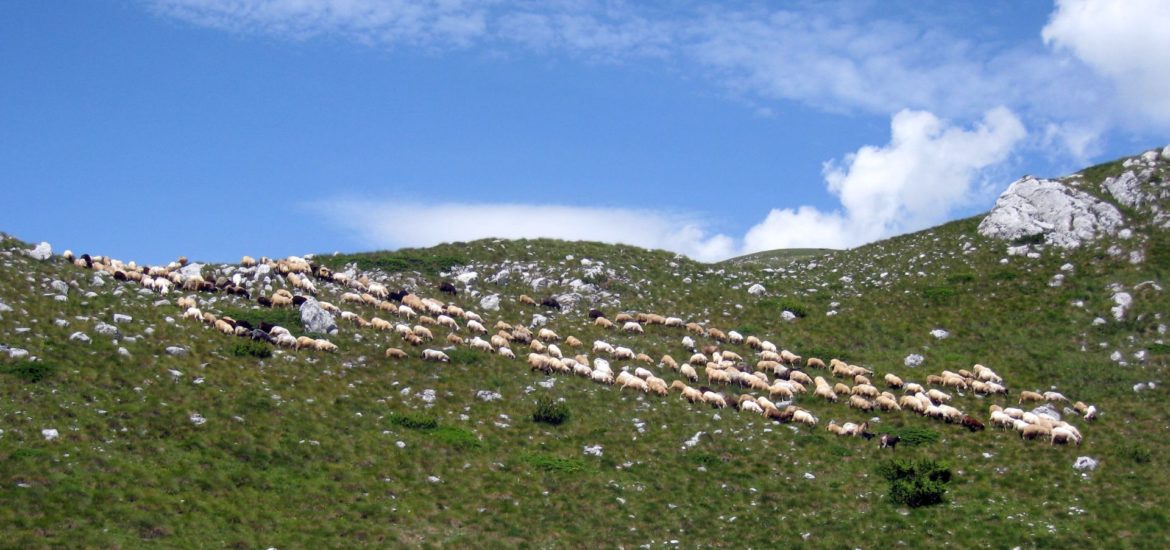 sheep on Durmitor