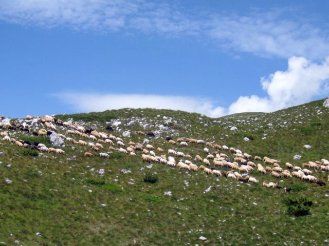 sheep on Durmitor