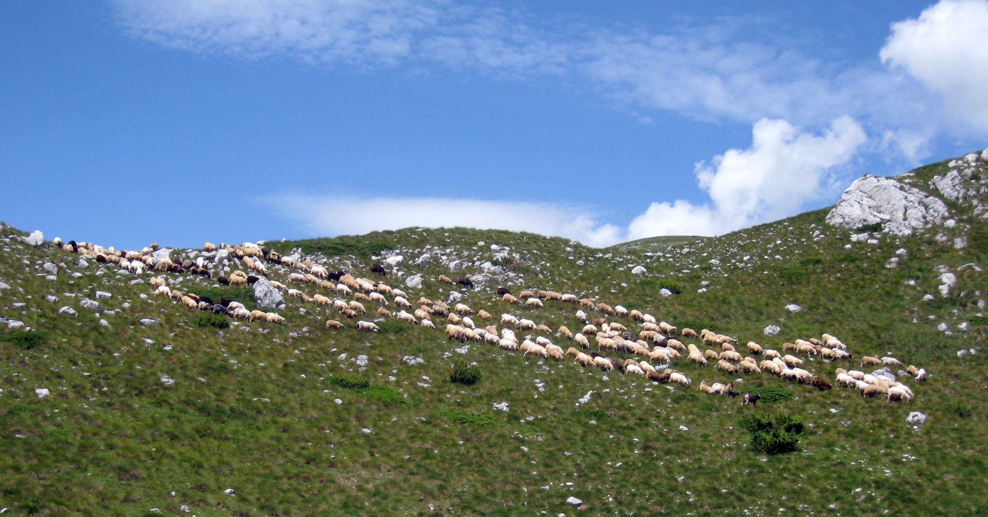 sheep on Durmitor