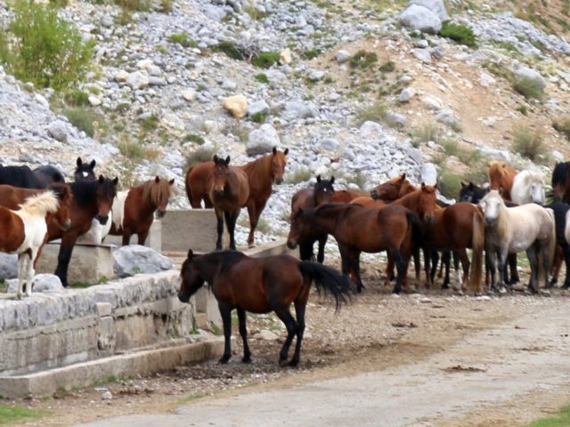 Kučka Krajina horses