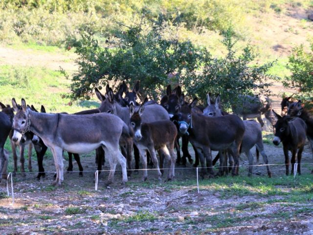 donkey farm Martinici