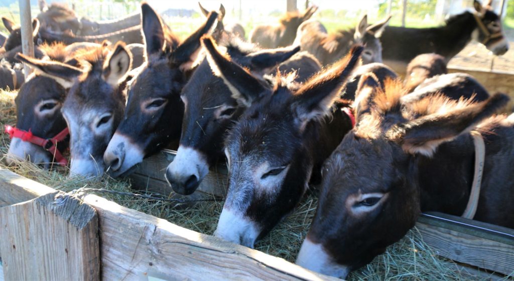 donkey farm Martinici
