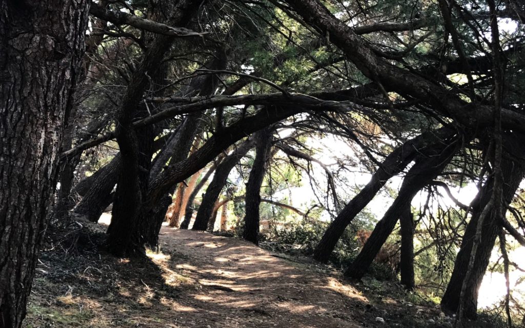 Ulcinj pine forest path
