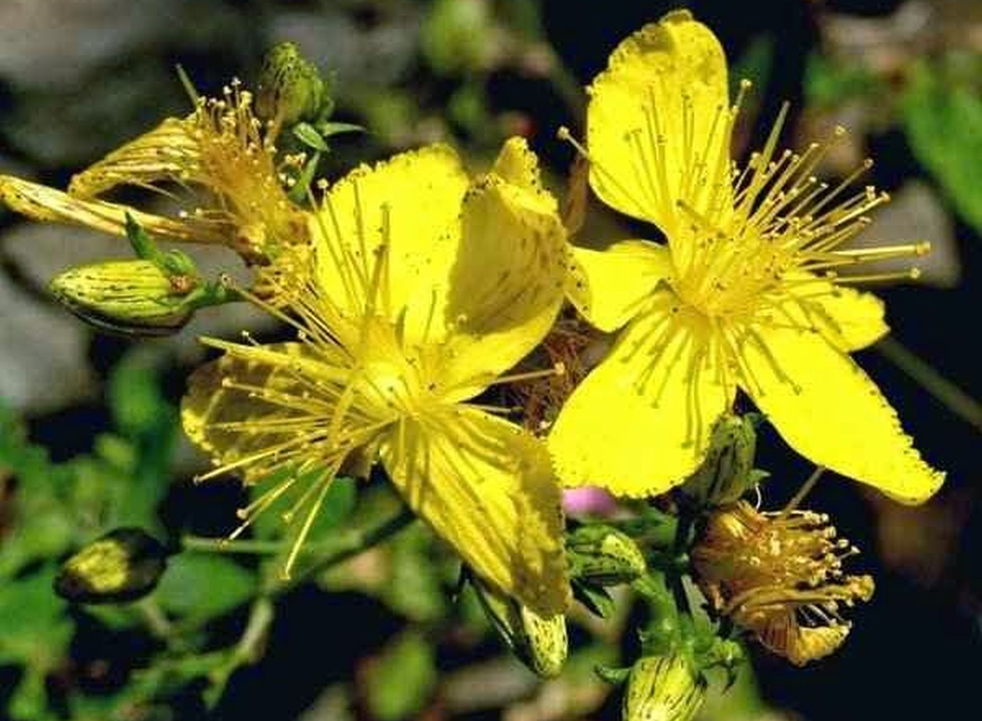 St. John's wort