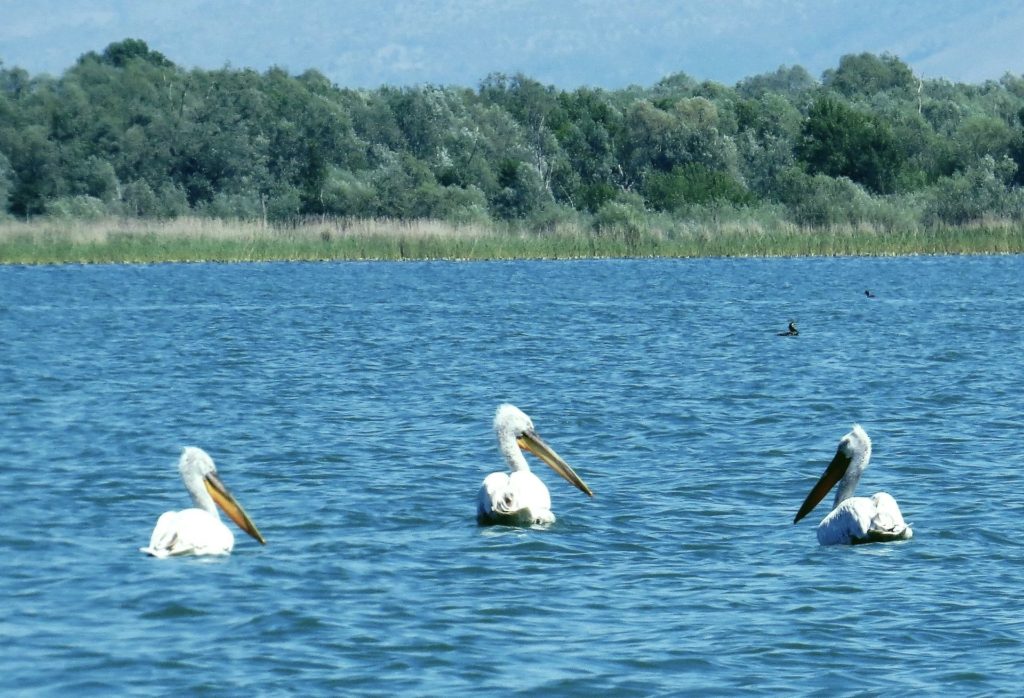 Skadar Lake pelicans