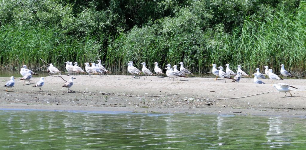 Skadar Lake seagulls