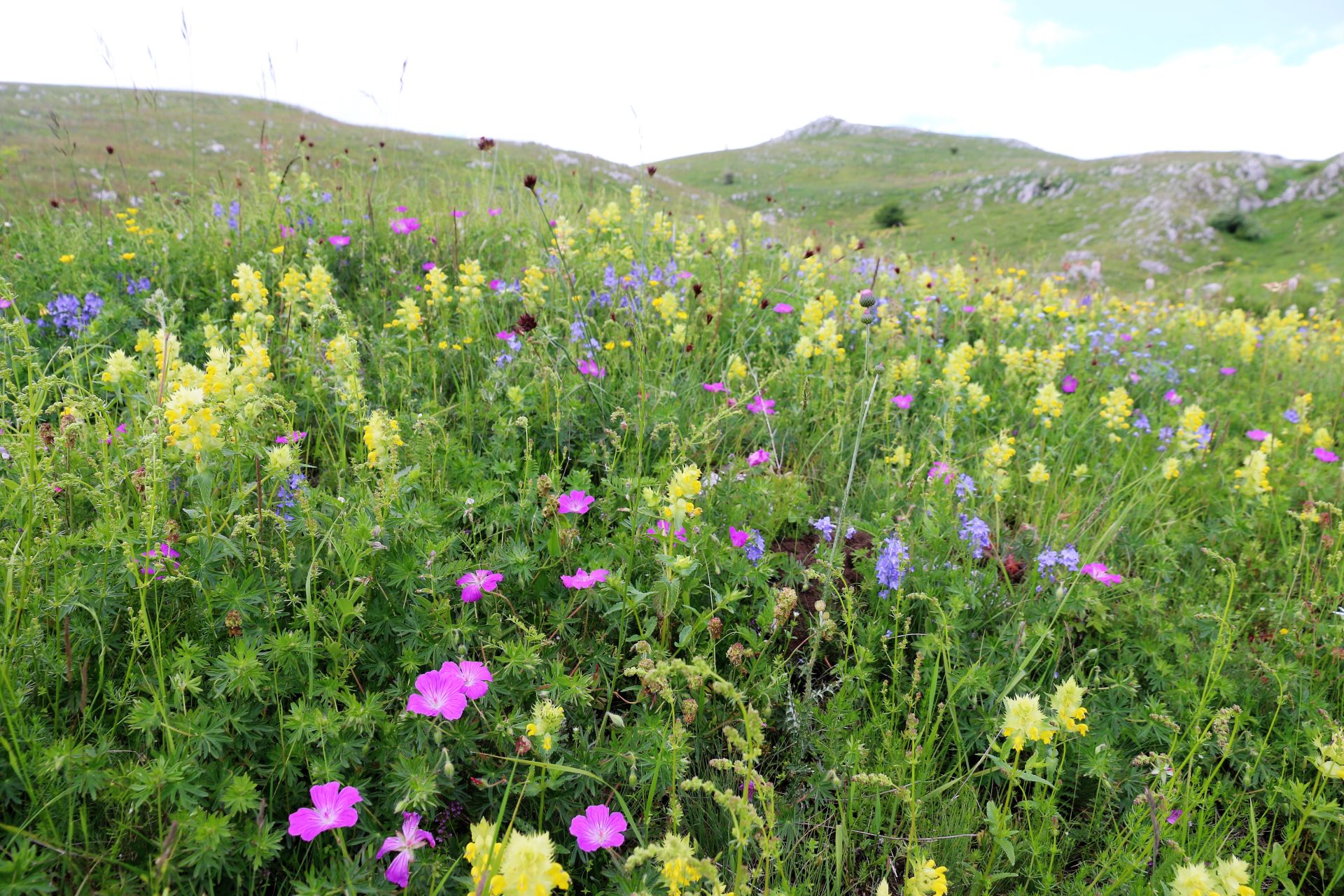 flower field Piva plateau
