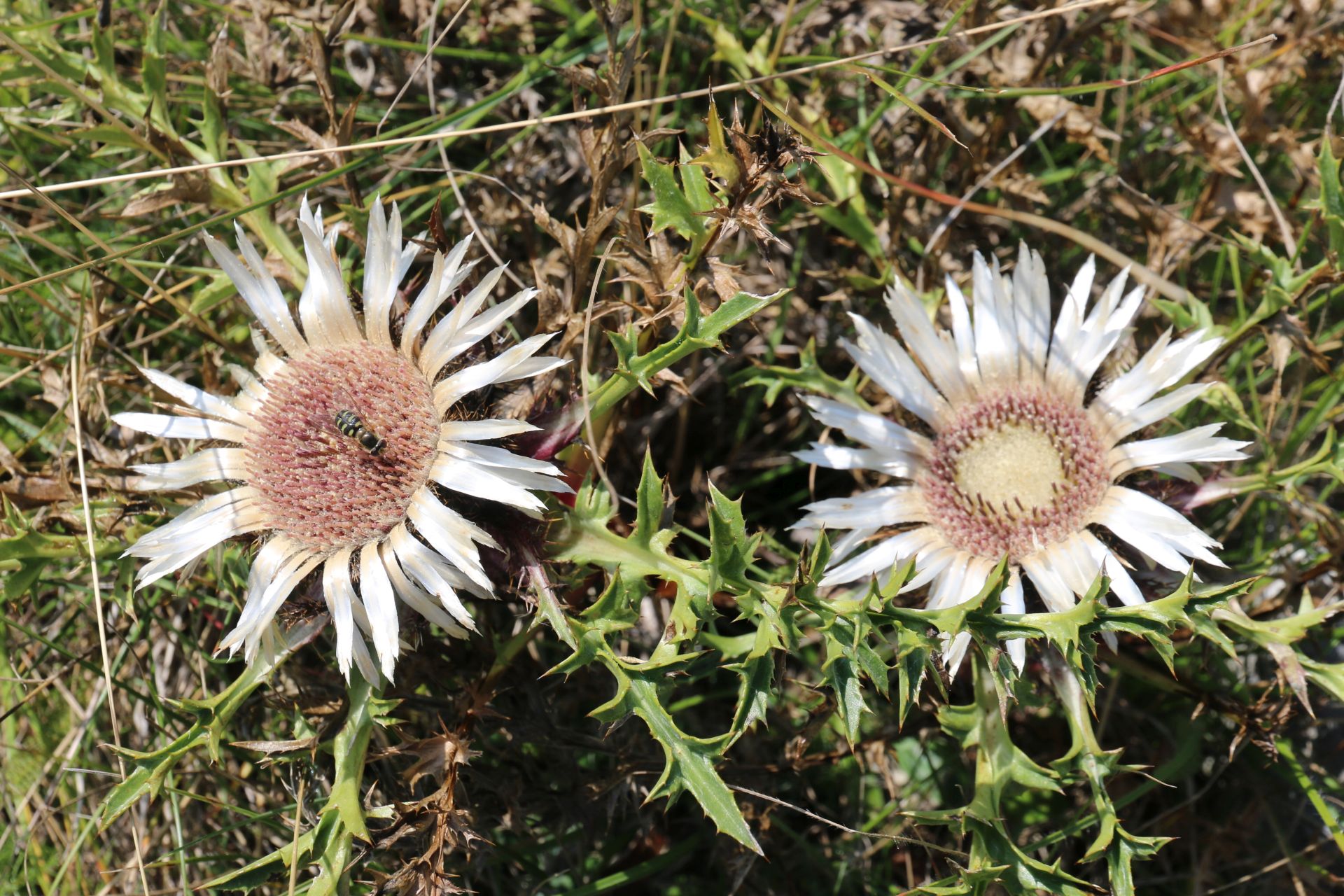 thistles Piva Nature Park