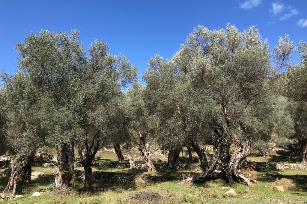 Valdanos olive groves