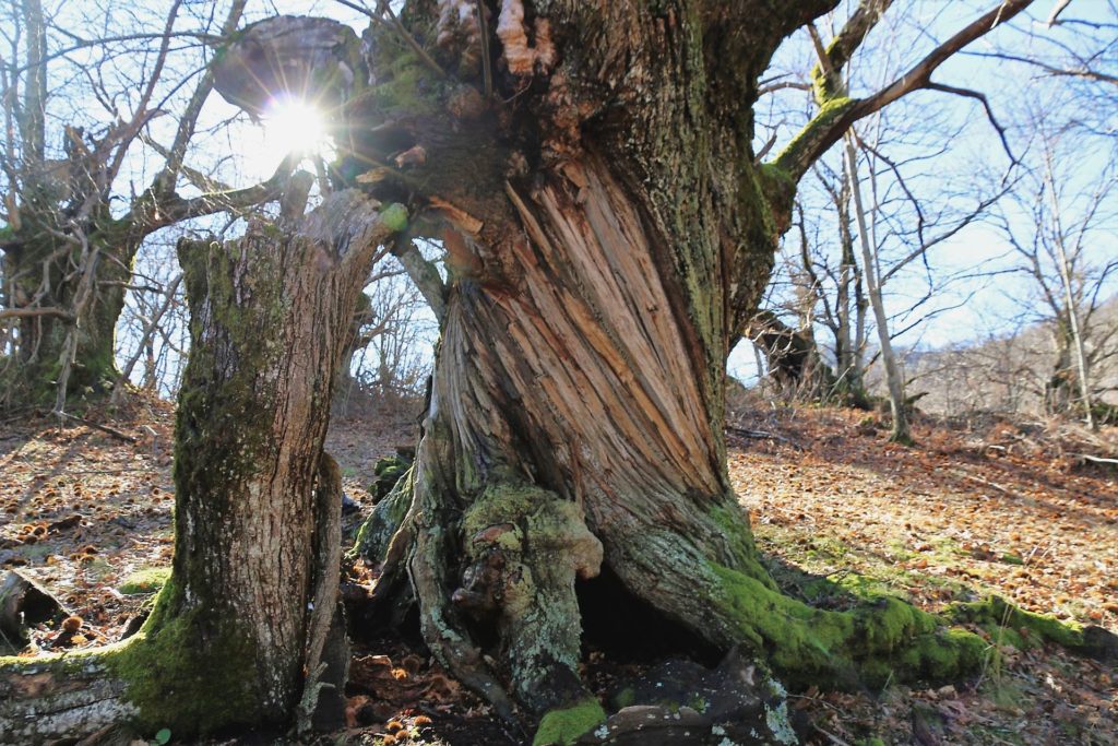 chestnut tree Pinčići