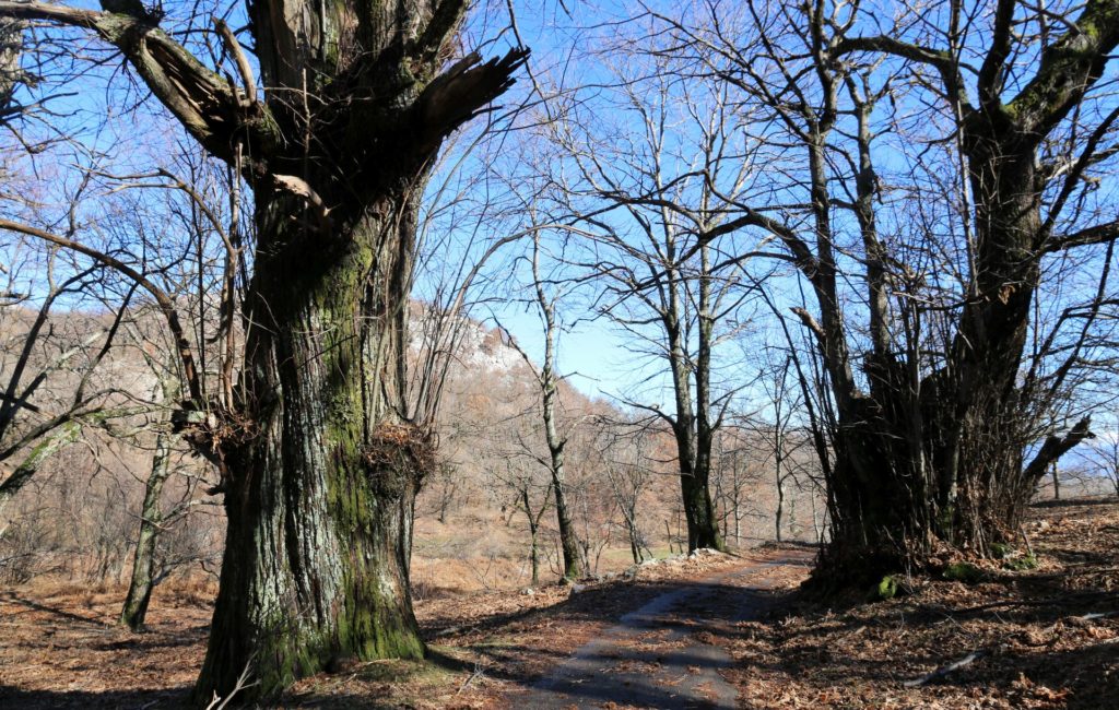 chestnut trees Pinčići